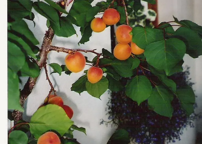 Апартаменти Brigitta