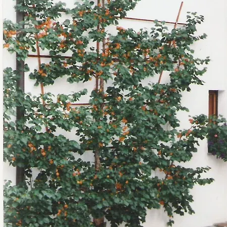 Apartman Brigitta Innsbruck