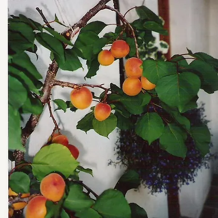 Apartment Landhaus Brigitta